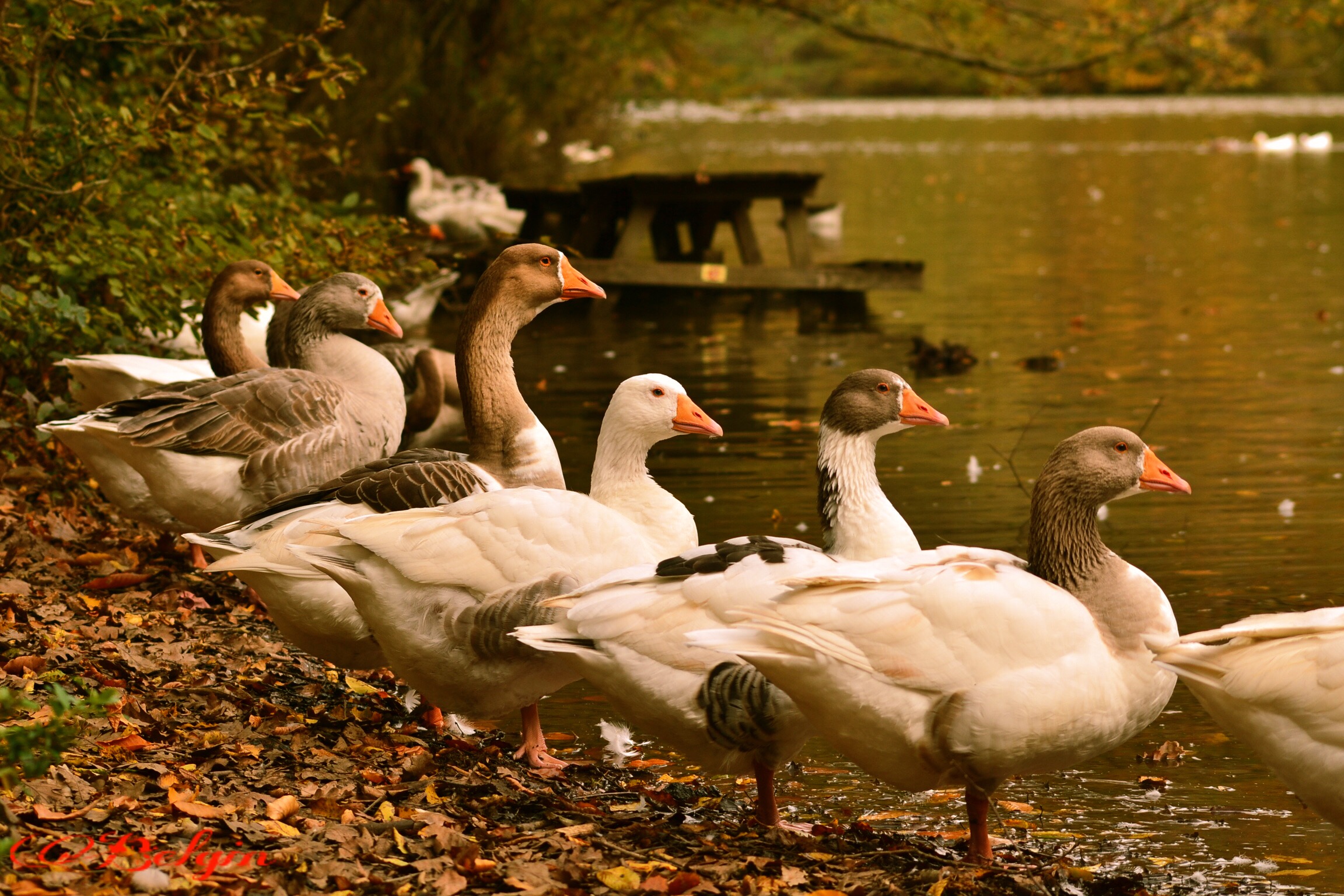 Каналы птицы. Goose группа. Goose Goose новый год. Goose Geese Ox Oxen. Goose Geese правило.