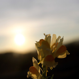 sunset flower