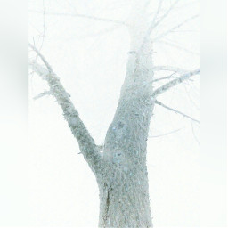tree winter snow white photography