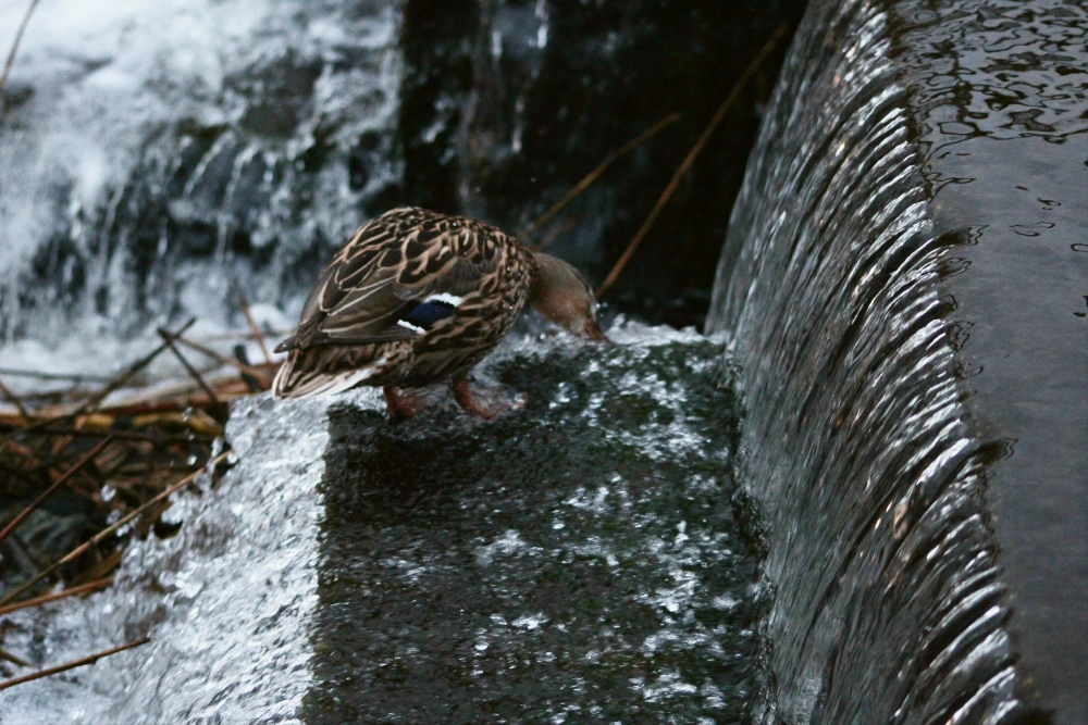 #nature  #bird #waterfall