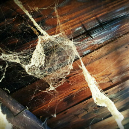 spiderweb oldhouse oldwood oldphoto winter
