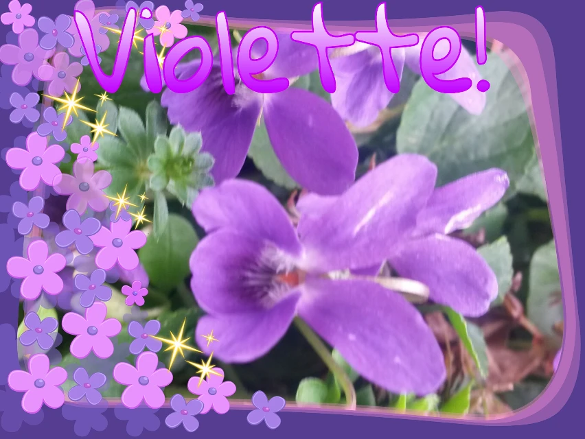 Fiori Violette.Violette Viola Viole Fiori Fiore Flower Violet