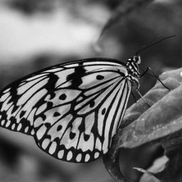 photography blackandwhite nature butterfly animals