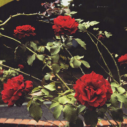 roses rose greenandred redandgreen summer