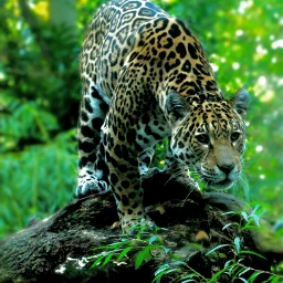 wppzoo jaguar animals nature forest freetoedit