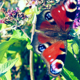 butterfly insect animal petsandanimals photography