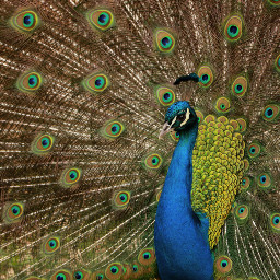 peacock nature animal photography petsandanimals